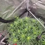 Banana bread auto & all gas og auto