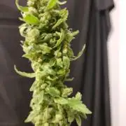 Pineapples quishee,quava runtz