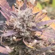 Banana bread auto & all gas og auto