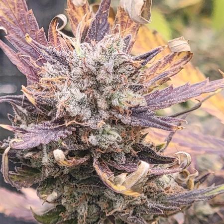 Banana bread auto & all gas og auto