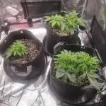 Banana bread auto & all gas og auto