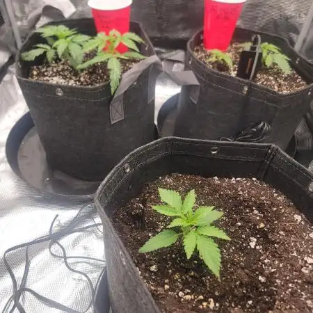 Banana bread auto & all gas og auto