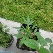 Pineapples quishee,quava runtz