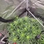 Banana bread auto & all gas og auto