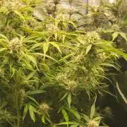 Banana bread auto & all gas og auto