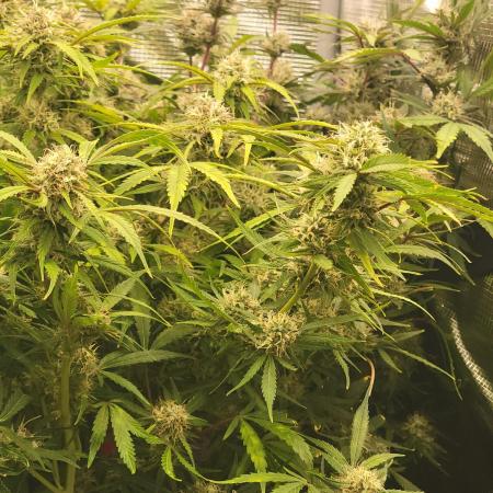 Banana bread auto & all gas og auto