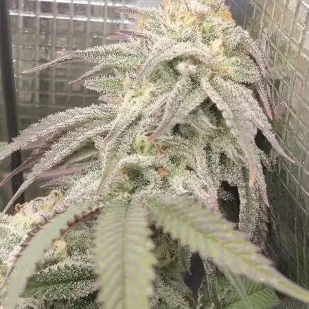 BlueberryCupcake,Donuts,GarlicBudder