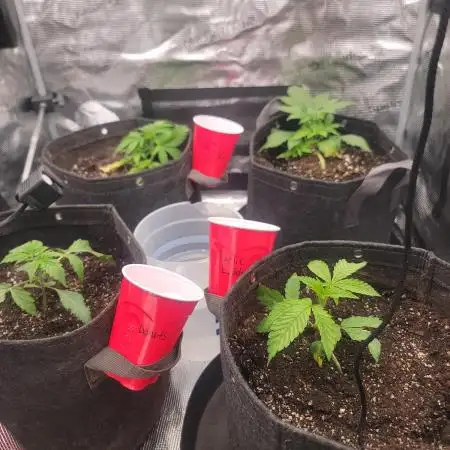 BlueberryCupcake,Donuts,GarlicBudder