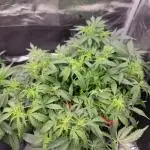 Banana bread auto & all gas og auto