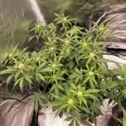 Auto run
