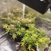 Auto run