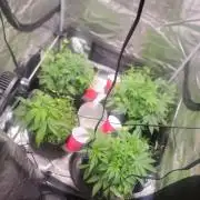 BlueberryCupcake,Donuts,GarlicBudder