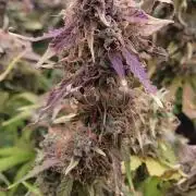 Banana bread auto & all gas og auto