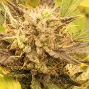 Banana bread auto & all gas og auto