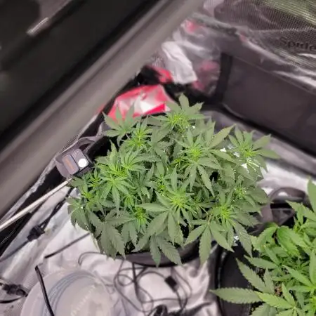 Banana bread auto & all gas og auto