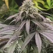 Banana bread auto & all gas og auto