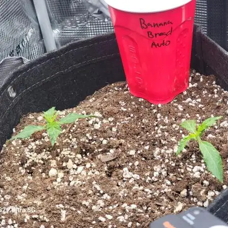 Banana bread auto & all gas og auto