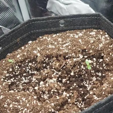 Banana bread auto & all gas og auto