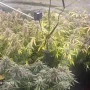 Banana bread auto & all gas og auto