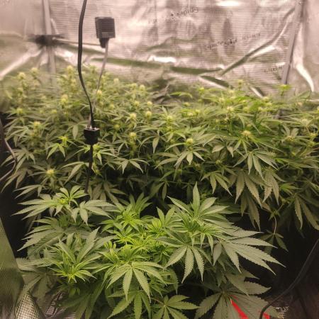 Banana bread auto & all gas og auto