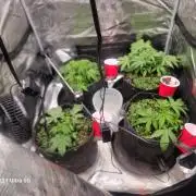 BlueberryCupcake,Donuts,GarlicBudder