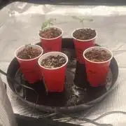 BlueberryCupcake,Donuts,GarlicBudder