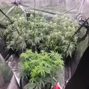 Banana bread auto & all gas og auto