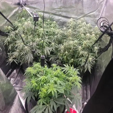 Banana bread auto & all gas og auto