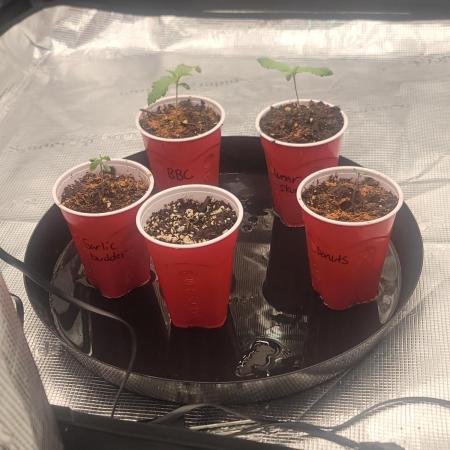 BlueberryCupcake,Donuts,GarlicBudder