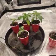 BlueberryCupcake,Donuts,GarlicBudder