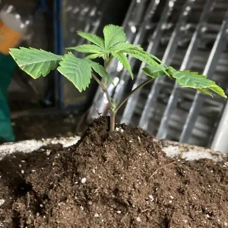 Mi primer 24 🌱