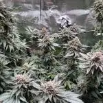 Tangerine Dream Growreport