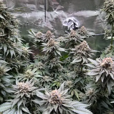 Tangerine Dream Growreport