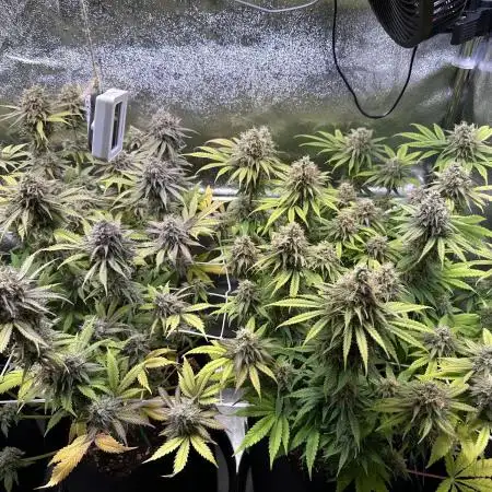 Amnesia Lemon Growreport