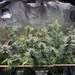 Durban Poison Growreport