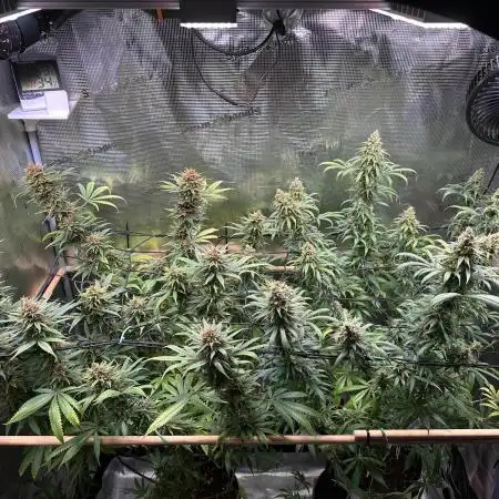 Durban Poison Growreport