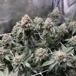 Tropicanna Banana