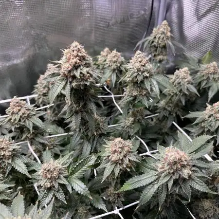 Tropicanna Banana