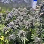 Blue Dream Growreport