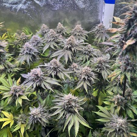 Blue Dream Growreport