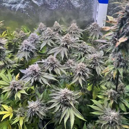 Blue Dream Growreport