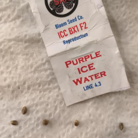 Ice Cream Cake Bx1