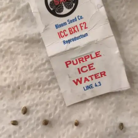Ice Cream Cake Bx1