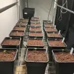 Cali Octane Phenohunt