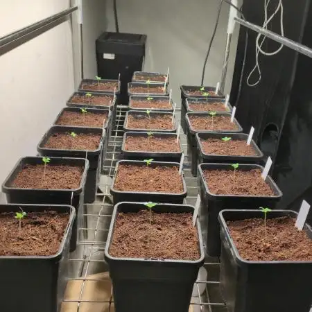 Cali Octane Phenohunt