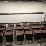 Cali Octane Phenohunt