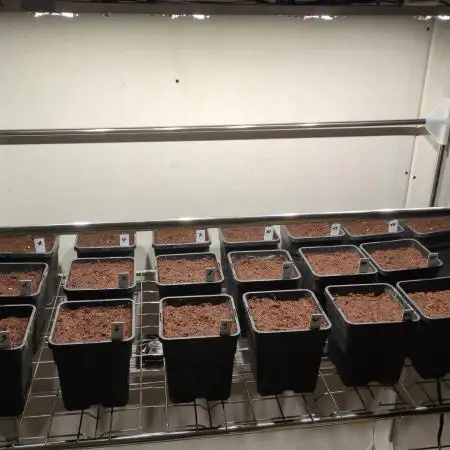 Cali Octane Phenohunt