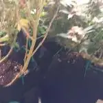 Learning how to grow