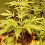 Bruce Banner - Photo -  by Linda Seeds