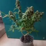 Experiment #1 Heartgrow- unknown seed